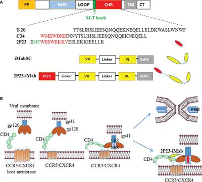 Design of a Bispecific HIV Entry Inhibitor Targeting the Cell Receptor CD4 and Viral Fusion Protein Gp41